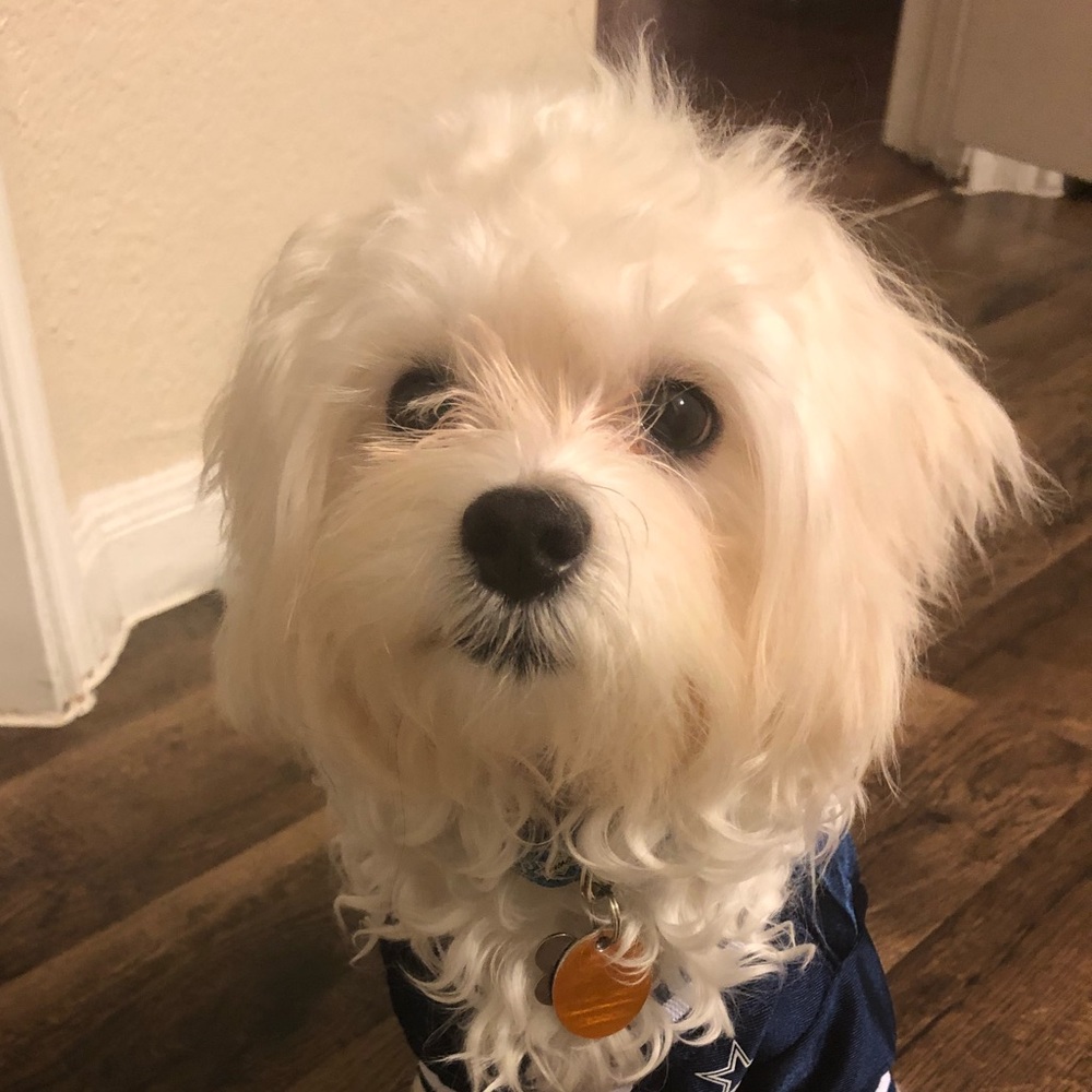 Meet your Posher, Noon